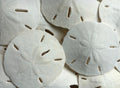 Florida Sand Dollars 2"-3" - Sand Dollar