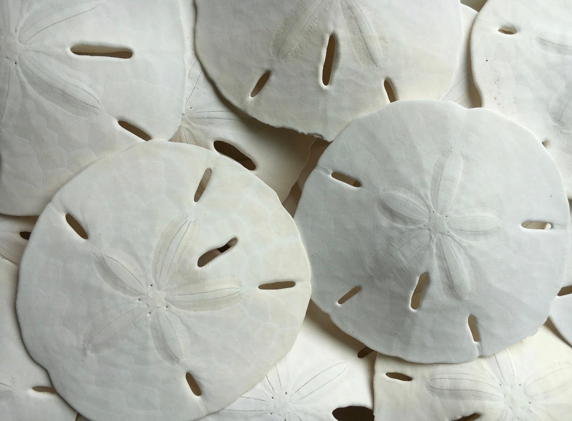 Florida Sand Dollars 2"-3" - Sand Dollar